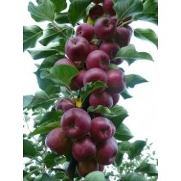 吉林省品种纯正的龙丰苹果苗 出售龙丰果树苗