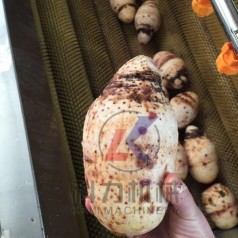 地瓜芋头自动去皮机器厂家现货批发价格