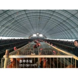 连动式畜牧温室养殖棚   养殖大棚价格