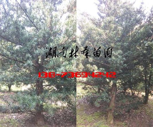 罗汉松100K