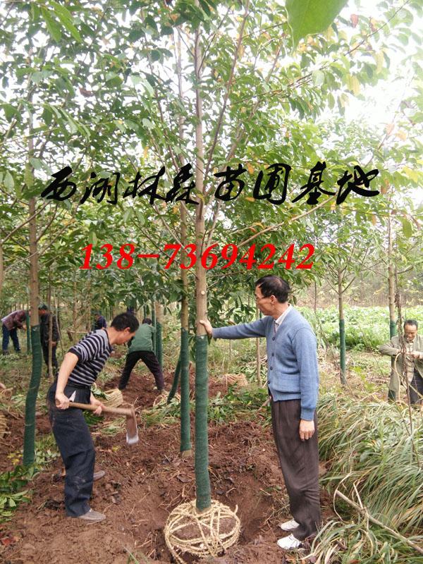 10-12公分乐昌含笑