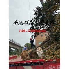 10公分-11公分-12公分-13公分广玉兰价格
