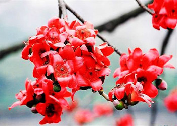 木棉花15