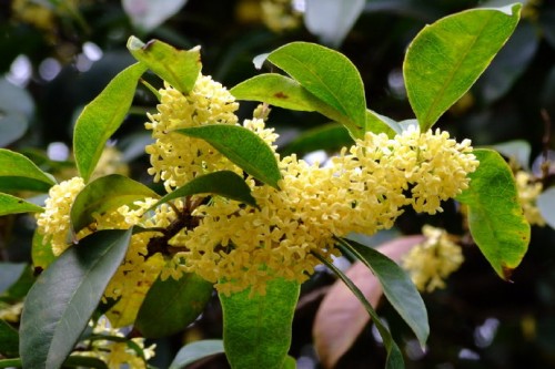 桂花好14