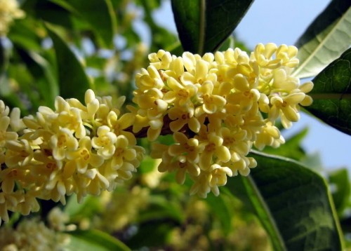 桂花好8