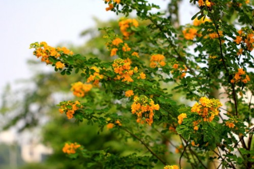 黄槐17