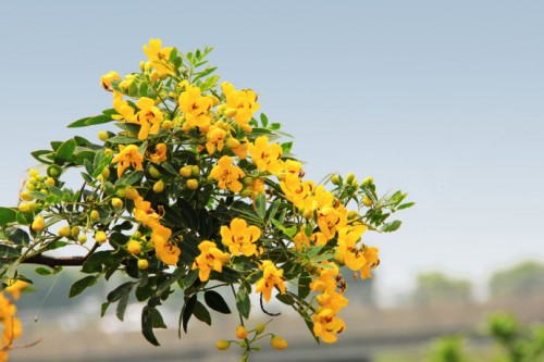 黄槐19