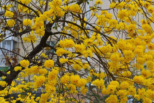 黄花风铃好15