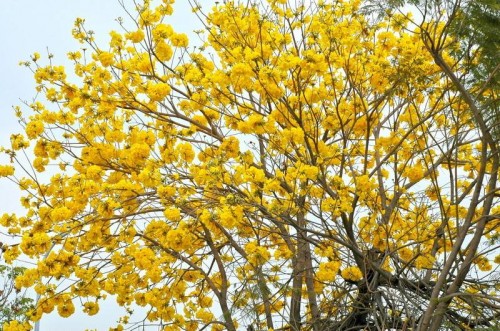 黄花风铃好17
