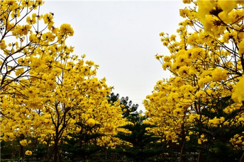 黄花风铃好1