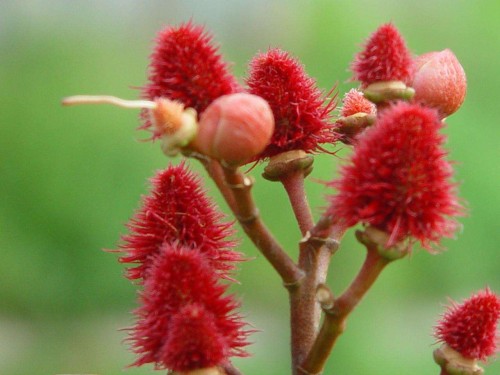 胭脂树花2