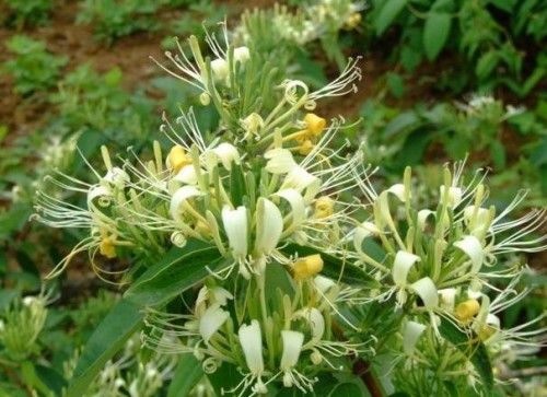 金银花18