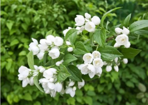 茉莉花8