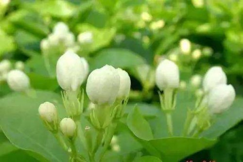 茉莉花9