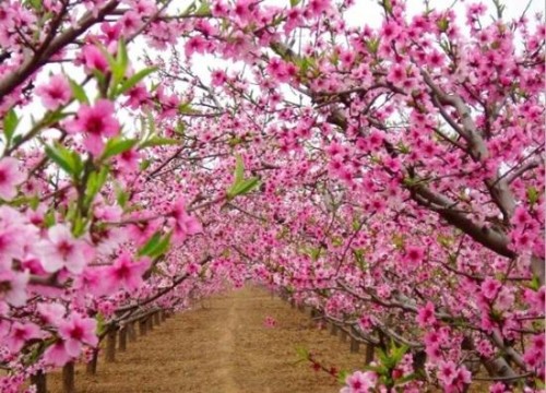 桃花1