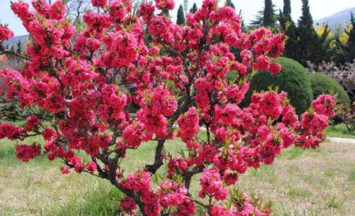 桃花7