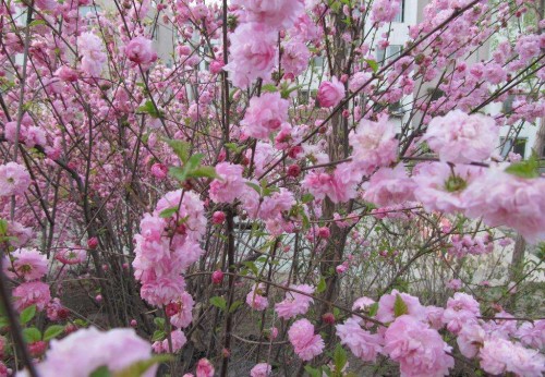 桃花大