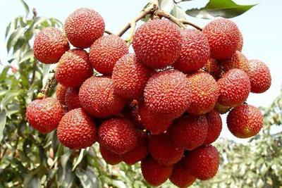 桂味荔枝2