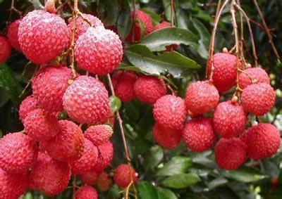 桂味荔枝15