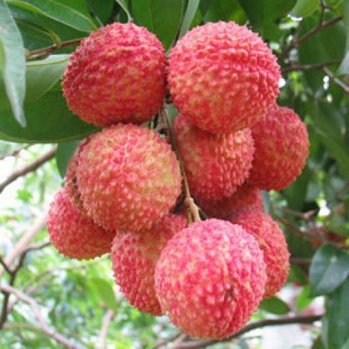 桂味荔枝9