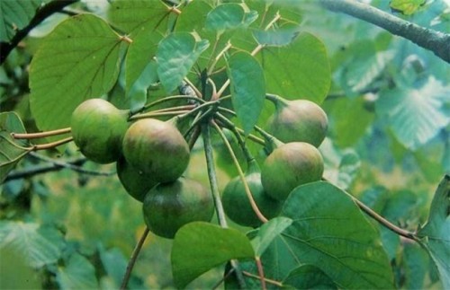 油桐果好