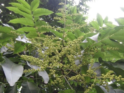 无患子花