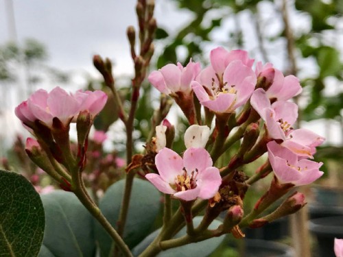车轮梅粉花4