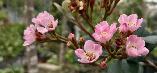 车轮梅粉花