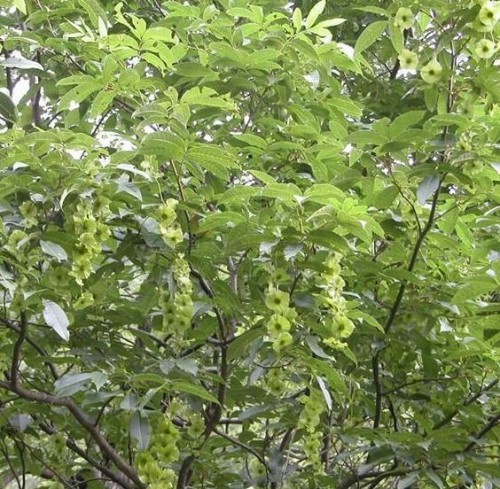 青钱柳8
