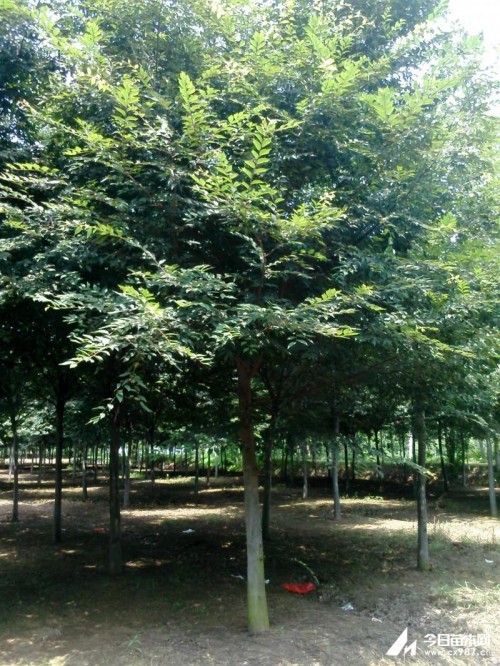红榉树5