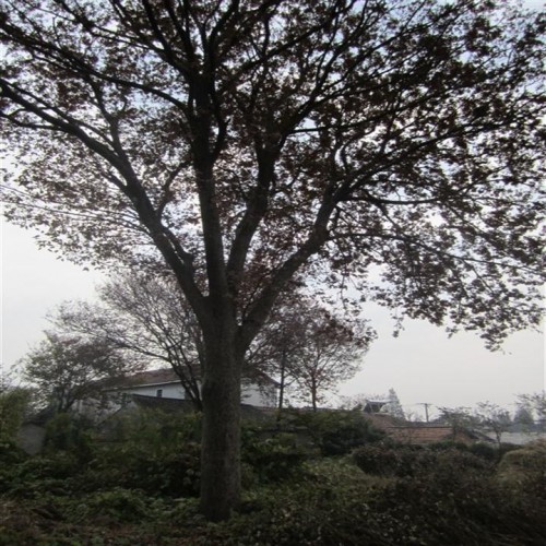 红榉树7
