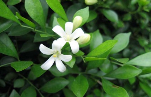 九里香花2
