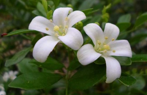 九里香花4