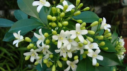 九里香花7