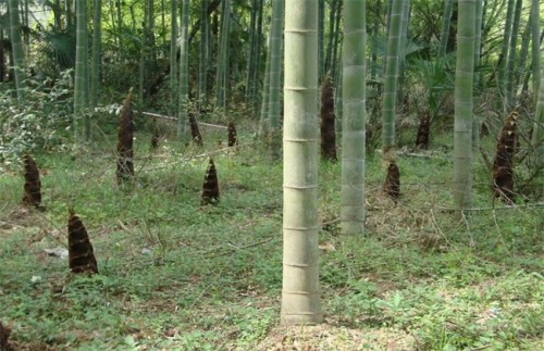毛竹17
