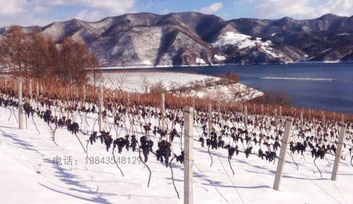 0集安味道原汁山葡萄酒-集安味道冰葡萄酒-柏沣齐乐葡萄酒集安味道礼盒国产特*纯原汁冰白-集安美的庄园经典2003葡萄酒 鸭绿江河谷冰葡萄酒 鸭江谷葡萄酒 鸭江谷冰酒北冰红甜型冰葡萄果酒嘉*科技-1北冰红冰葡萄酒-禹山兀北冰红葡萄酒-集安市嘉*农业生物科技有限公司121326