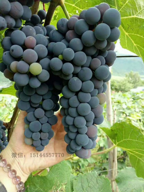 0公酿1号葡萄-公酿*号葡萄-28号葡萄苗-公酿二号葡萄苗-公酿2号葡萄苗12