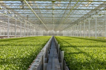 绿色大棚是一种现代化、科学化、环保化的农业生产方式